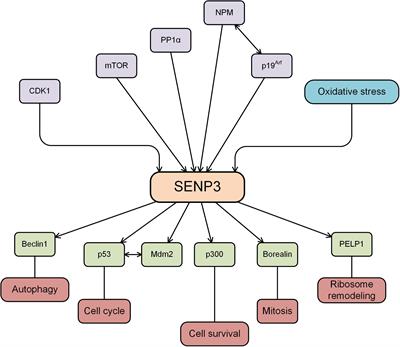 The Critical Roles of the SUMO-Specific Protease SENP3 in Human Diseases and Clinical Implications